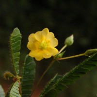 Biophytum proliferum (Arn.) Wight